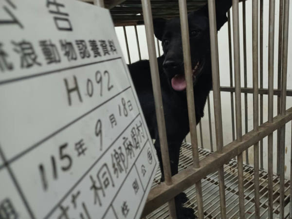 雲林縣待認養狗 混種犬