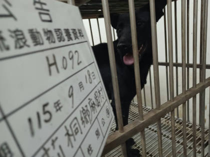 雲林縣待認養狗｜混種犬｜黑色｜母