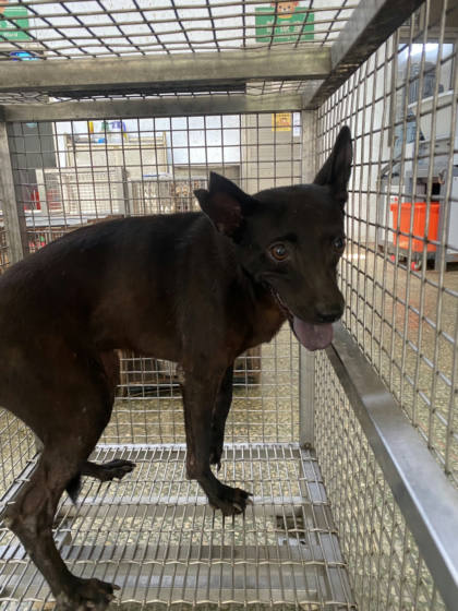 台南市待認養狗｜混種犬｜黑色｜母