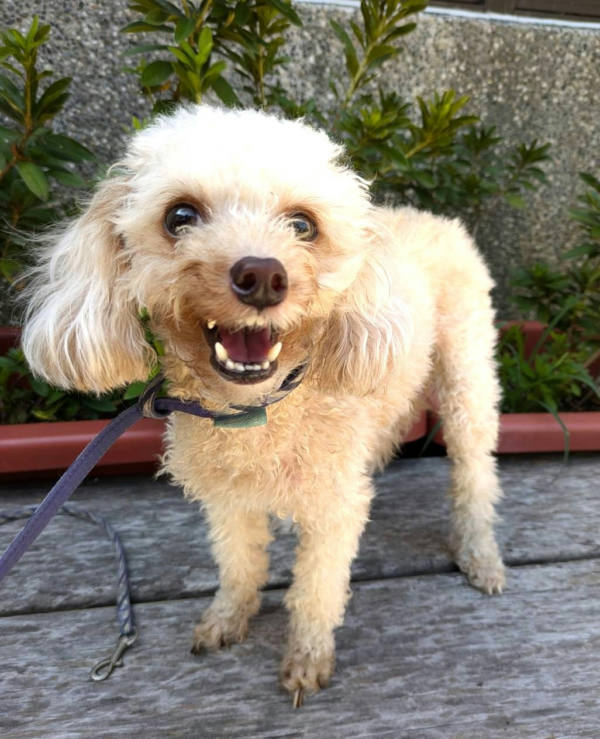 新竹縣待認養狗 貴賓犬