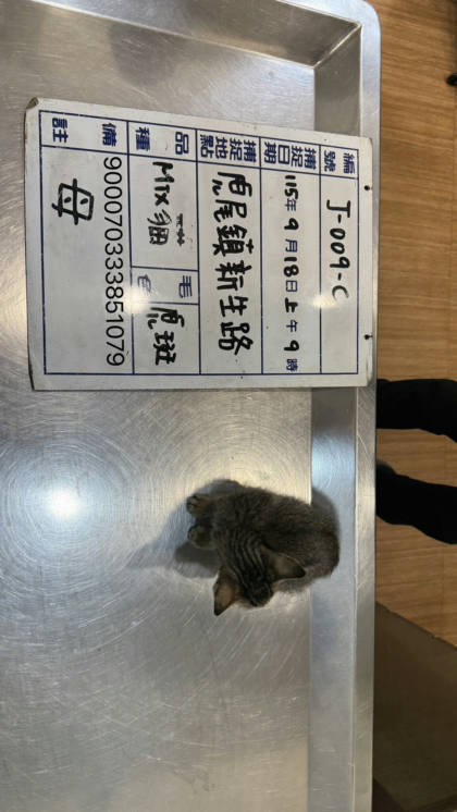 雲林縣待認養貓｜混種貓｜虎斑色｜母