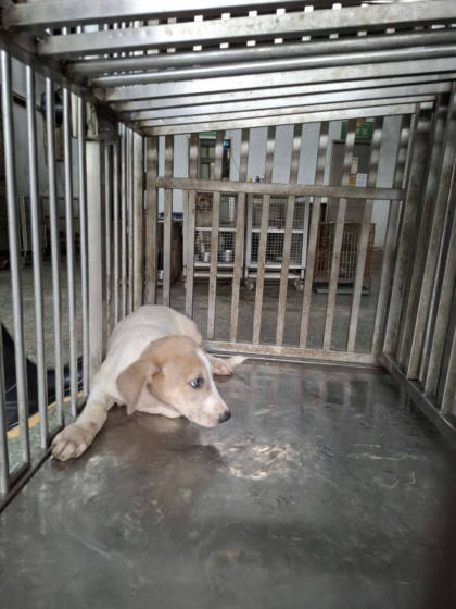 台南市待認養狗｜混種犬｜黃白色｜公