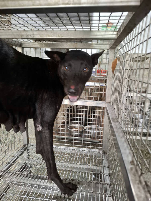 台南市待認養狗 混種犬