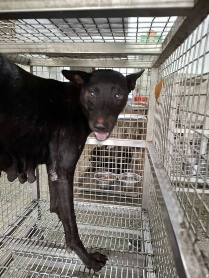 台南市待認養狗｜混種犬｜黑色｜母