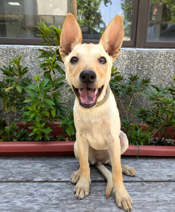 新竹縣待認養狗 混種犬