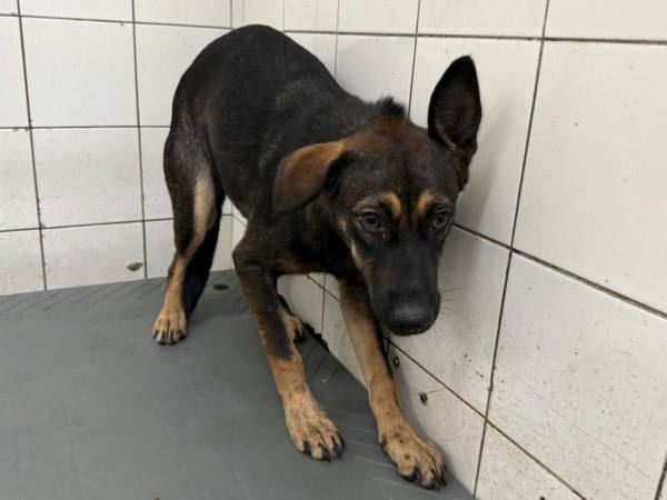 高雄市待認養狗 混種犬
