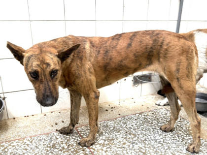 高雄市待認養狗｜混種犬｜虎斑色｜母