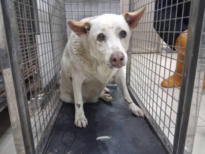 高雄市待認養狗｜混種犬｜白色｜母
