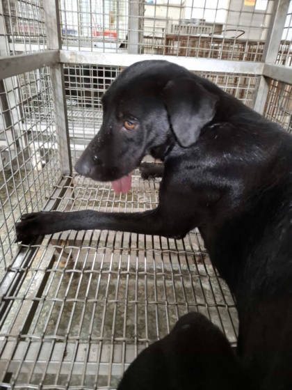 台南市待認養狗｜混種犬｜黑色｜母