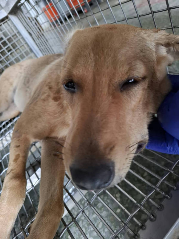 台南市待認養狗 混種犬