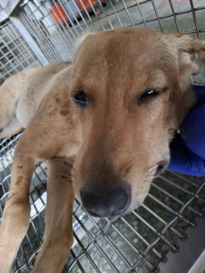 台南市待認養狗｜混種犬｜黃色｜母
