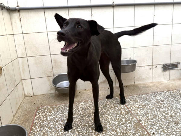 高雄市待認養狗 混種犬