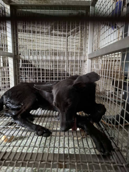 台南市待認養狗｜混種犬｜黑色｜母