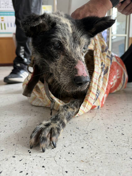 嘉義縣待認養狗｜混種犬｜黑白色｜公