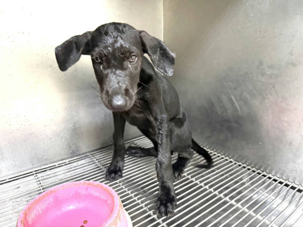 高雄市待認養狗 混種犬