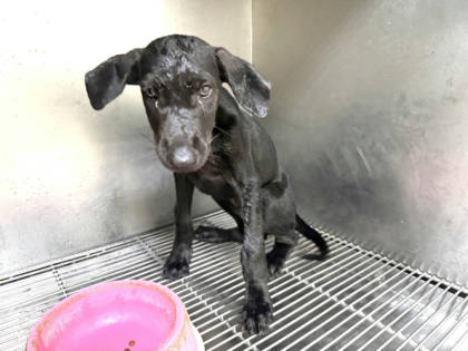 高雄市待認養狗｜混種犬｜黑色｜公
