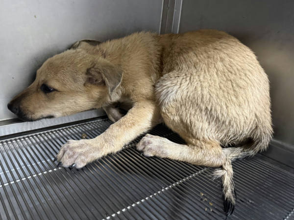 高雄市待認養狗 混種犬