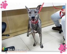 台北市已領養狗 混種犬