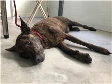 台北市已領養狗 混種犬