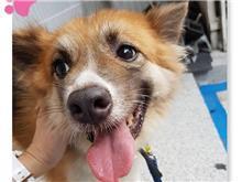 台北市已領養狗 混種犬