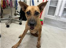 台北市已領養狗 混種犬