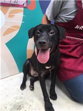 新北市已領養狗 混種犬