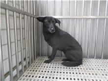 南投縣已領養狗 混種犬