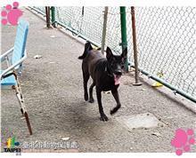 台北市已領養狗 混種犬
