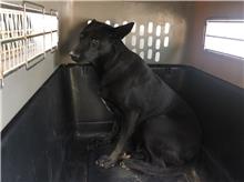 新北市已領養狗 混種犬