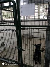 連江縣已領養狗 混種犬