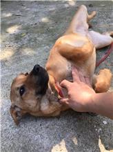 新北市已領養狗 混種犬
