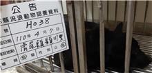 雲林縣已領養狗 混種犬