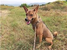 南投縣已領養狗 混種犬