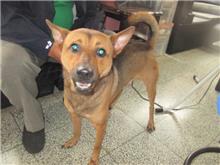 桃園市已領養狗 混種犬