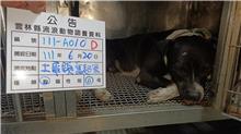 雲林縣已領養狗 混種犬