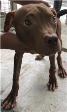 花蓮縣已領養狗 混種犬