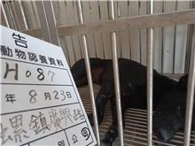 雲林縣已領養狗 混種犬