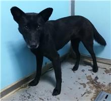 台北市已領養狗 混種犬