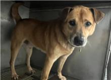 台北市已領養狗 混種犬