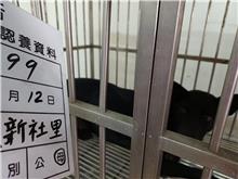 雲林縣已領養狗 混種犬