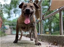 台北市已領養狗 混種犬