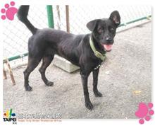 台北市已領養狗 混種犬