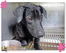 台北市已領養狗 混種犬