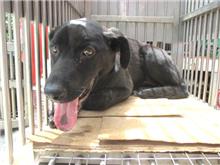桃園市已領養狗 混種犬