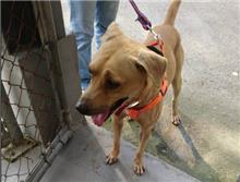 新北市待認養狗｜混種犬｜棕色｜公
