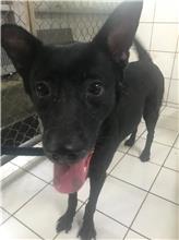 新北市已領養狗 混種犬