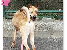 台北市已領養狗 混種犬