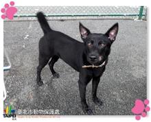 台北市已領養狗 混種犬