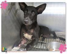 台北市已領養狗 混種犬