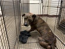 桃園市已領養狗 比特犬